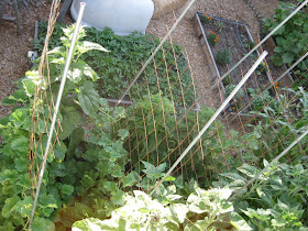 Striving Toward Sustainable Frolicking Through The Garden A Tour Of Growing Things