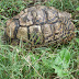 A Leopard Tortoise.