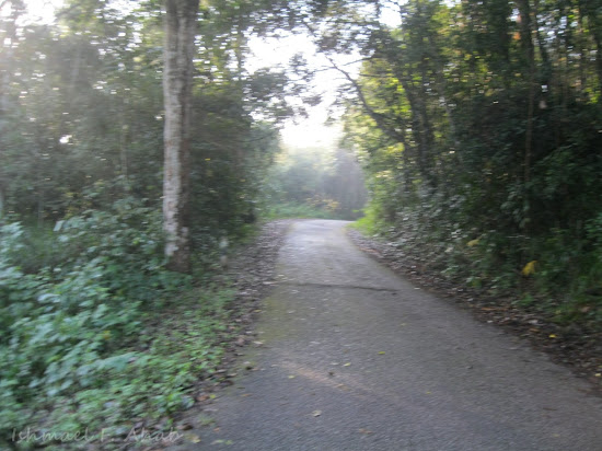 Foggy road in Phukhieo Wildlife Sanctuary