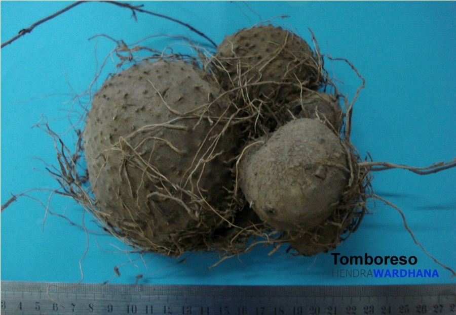 Ketahanan Pangan Nasional Inilah Umbiumbian Lokal