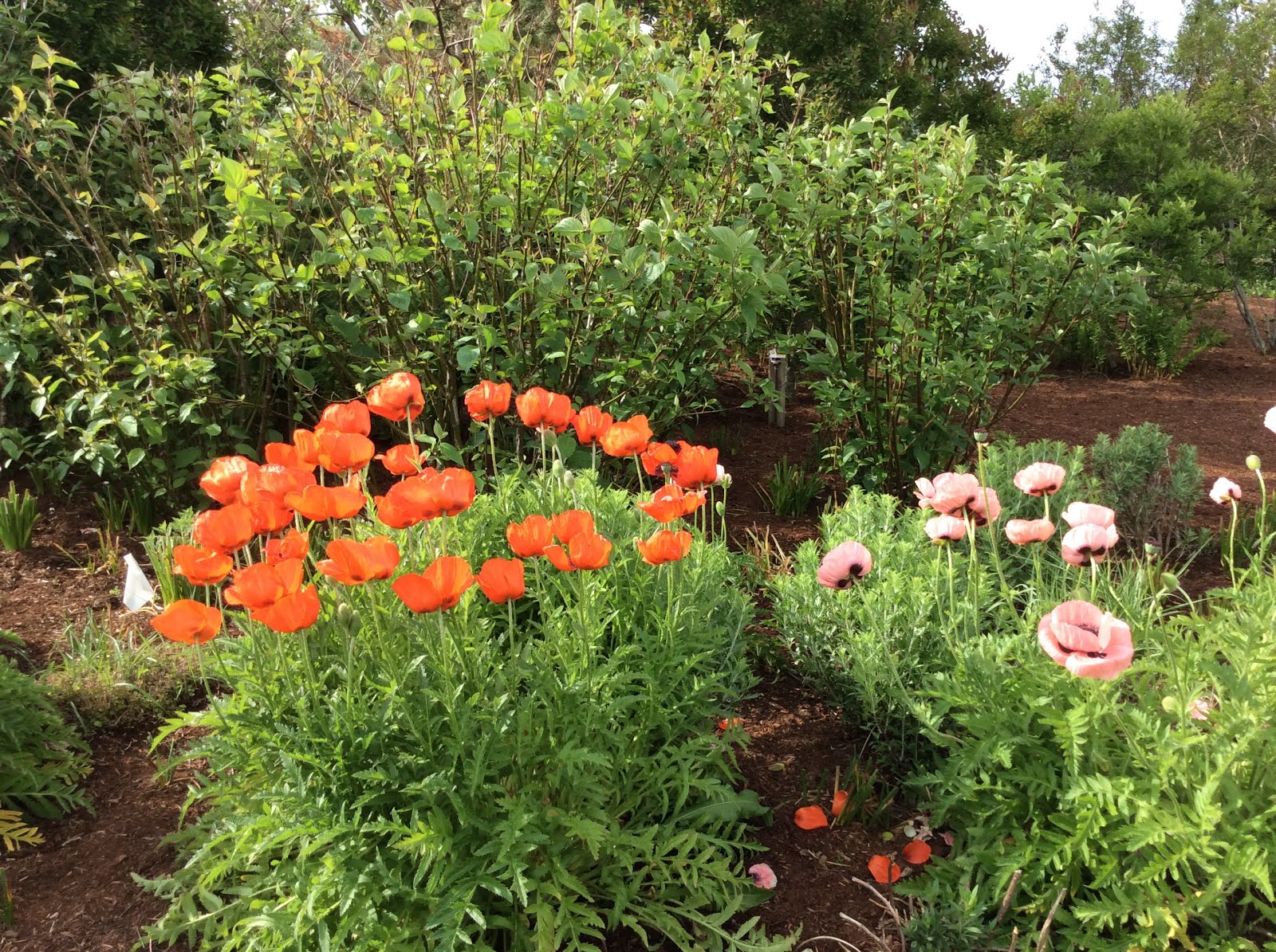 Oriental Poppies