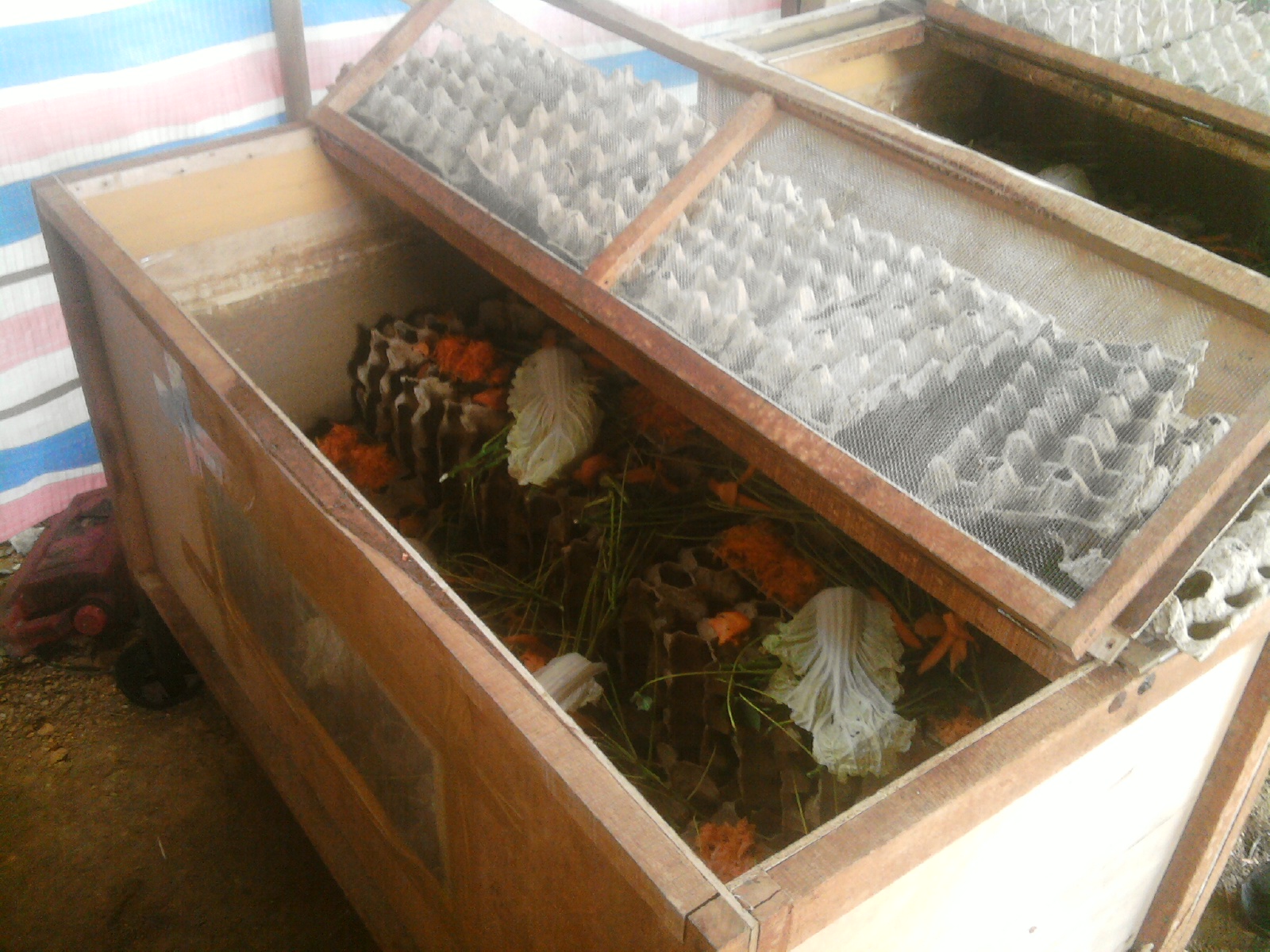 Kandang Kecil ~ Peternak Jangkrik || Jangkrik Kuning || Putih || Alam