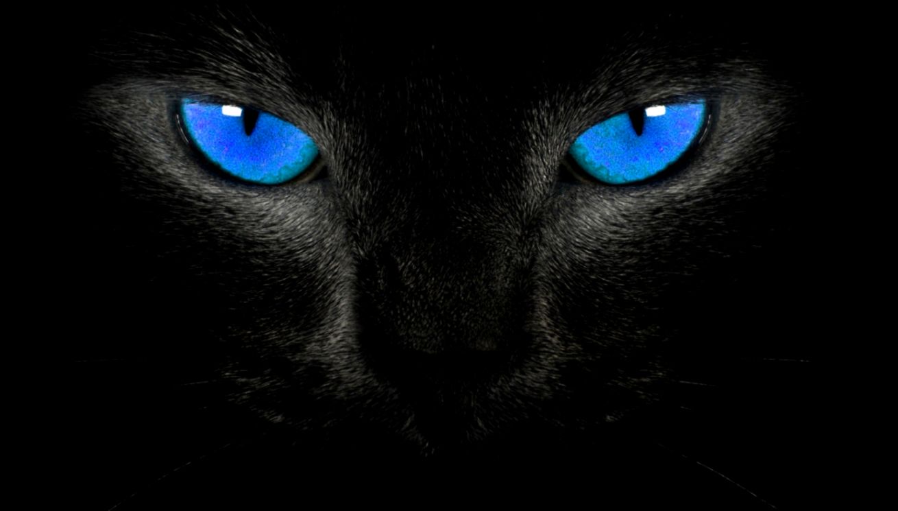 black cat blue eyes wallpaper black cat blue eyes wallpaper