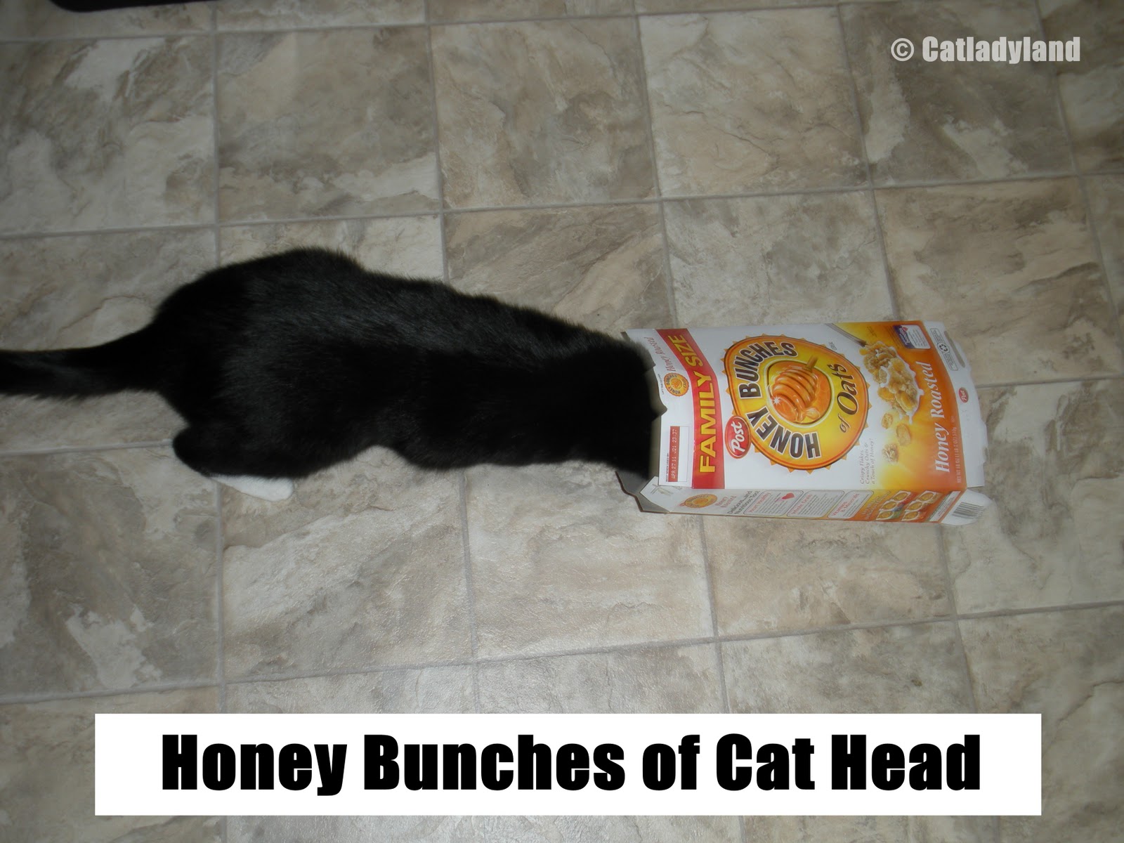 Catladyland Cats are Funny Cereal Cat Loses Head