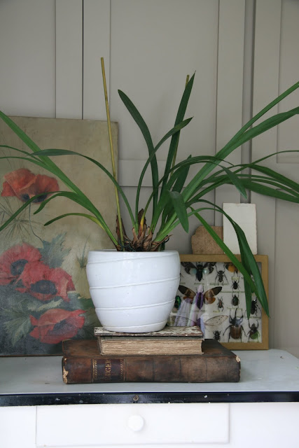 caroline davis stylist, trend daily blog, styling details, terranium, plants in a box, spring bulbs