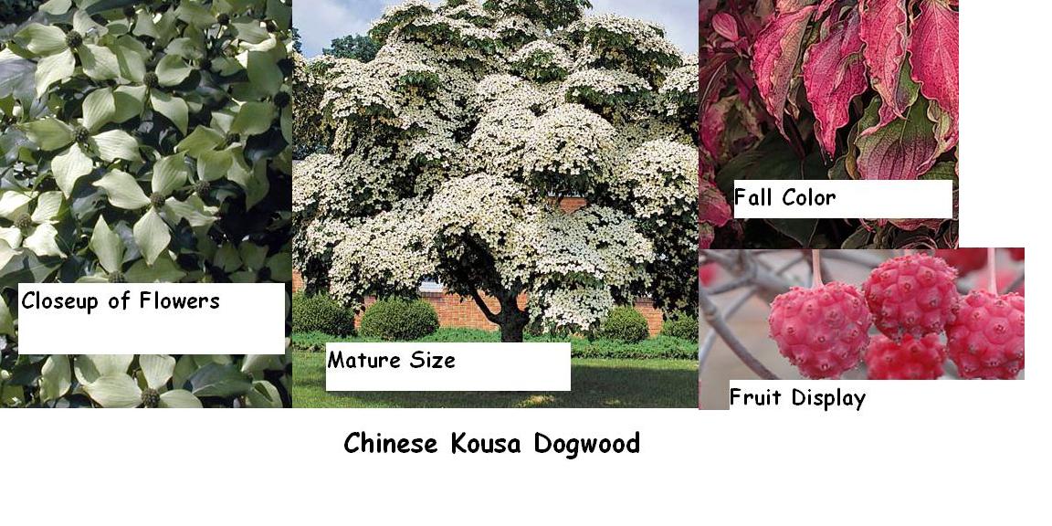 Chinese+dogwood+tree+fruit