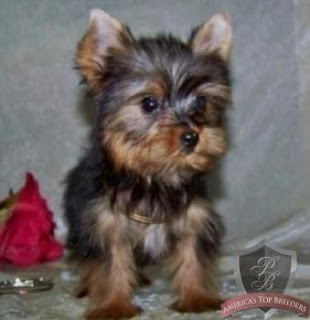 yorkie puppies for sale in chicagoland