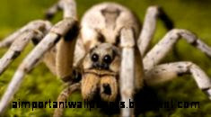 Wolf Spider Ddc Wallpaper 1366x768 px Free Download   Wallpaperest Wolf Spider Ddc Wallpaper 1366x768 px Free Download   Wallpaperest