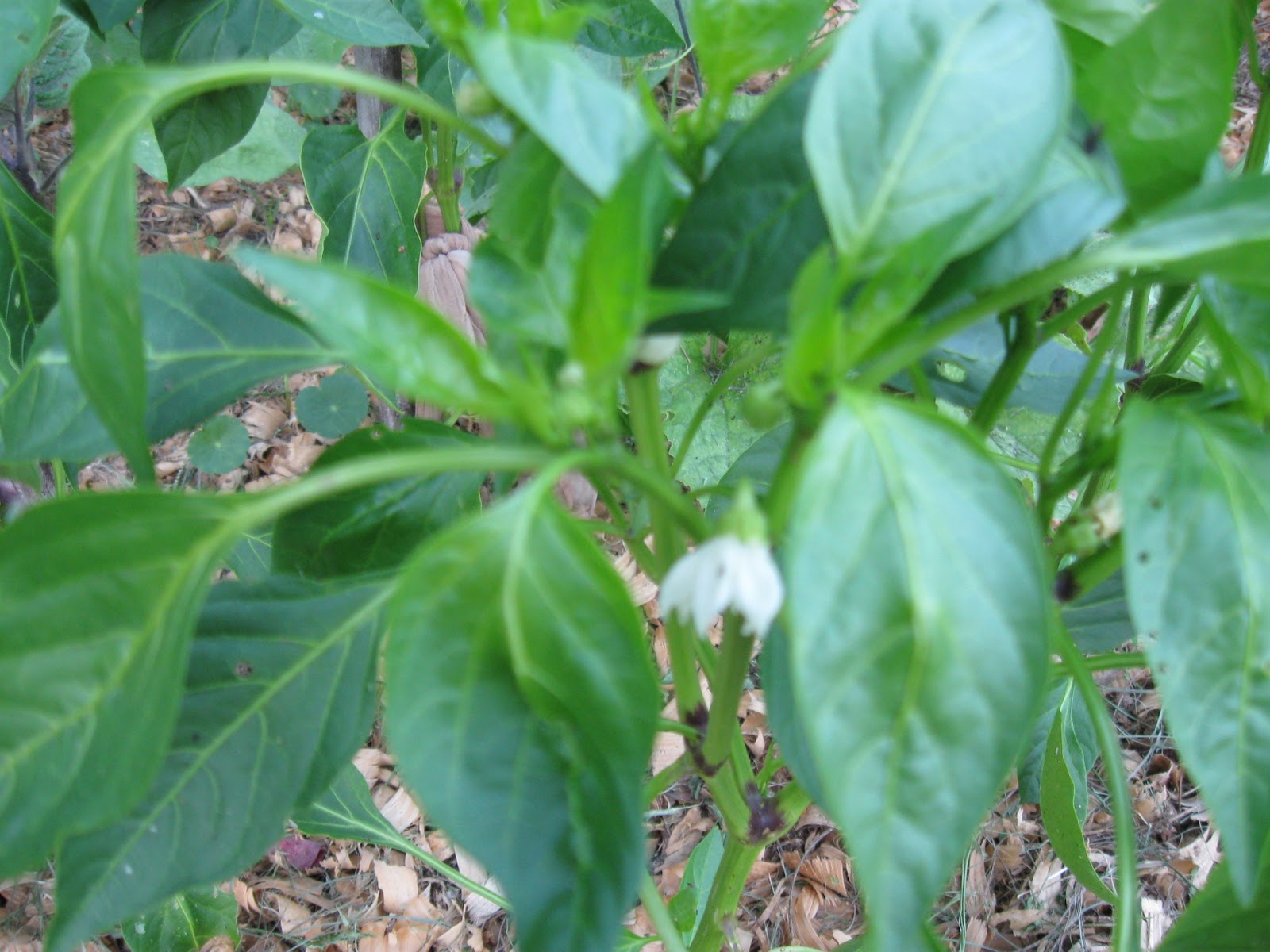 Growing Food in Florida Warm season vegetables in October
