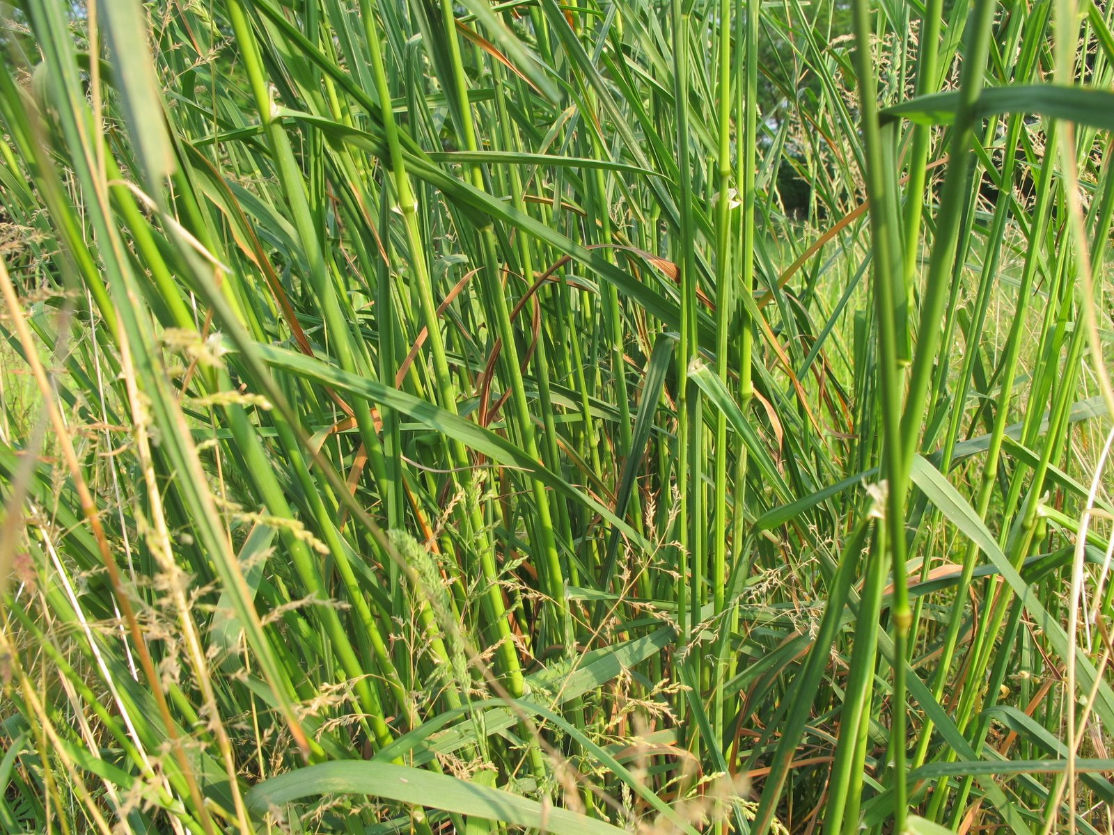 FLORA NEL SALENTO e.. anche altrove Dactylis glomerata L. Poaceae