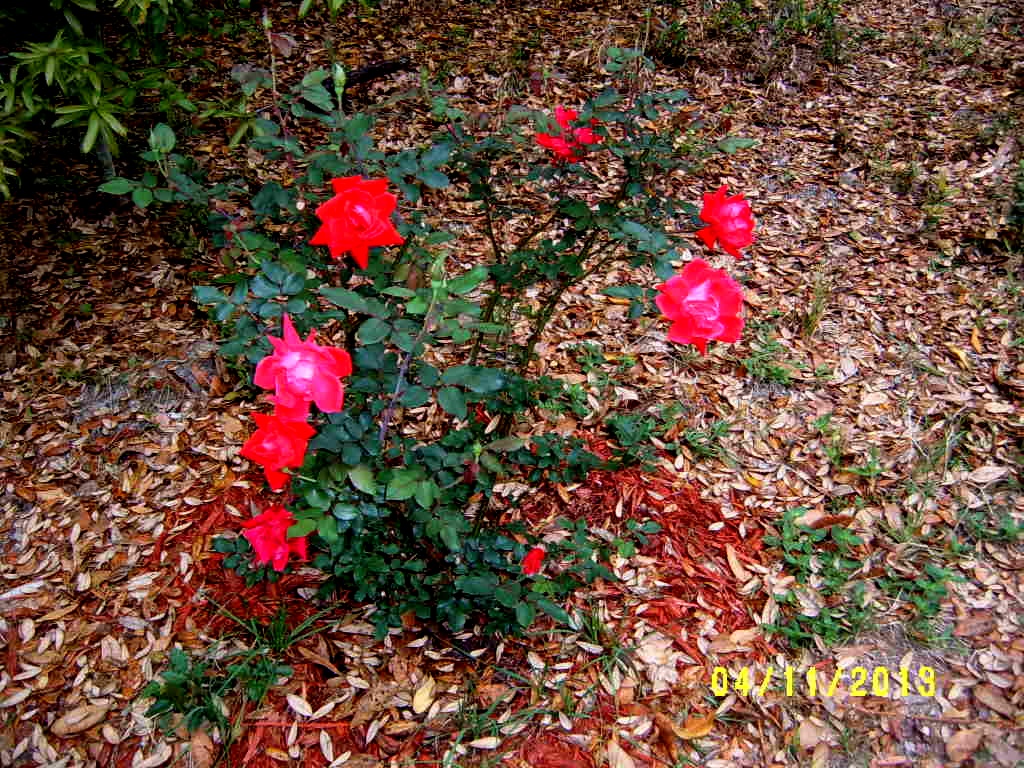 Alabama Rose and Flower Garden from a NonGreen Thumb Why aren't my
