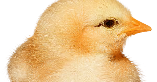 Baby Chickens PNG Images for Create Picture - HD Wallpaper