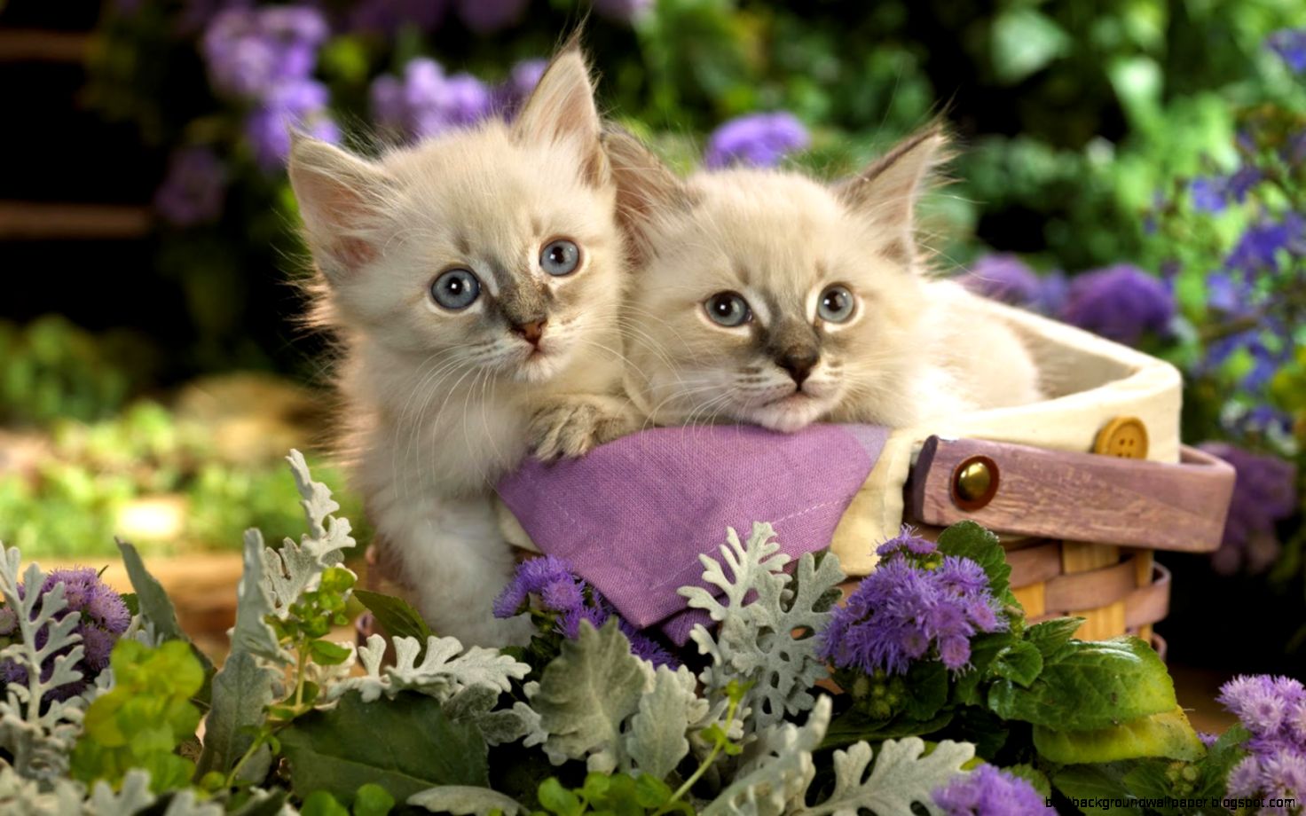 Cute Animal Wallpapers For Desktop Background Full Screen Hd Cute Animal Wallpapers For Desktop Background Full Screen Hd