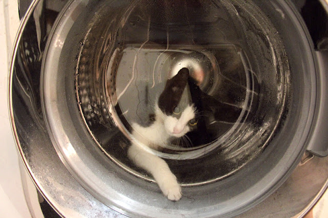 washing%20machine%20cat.jpg