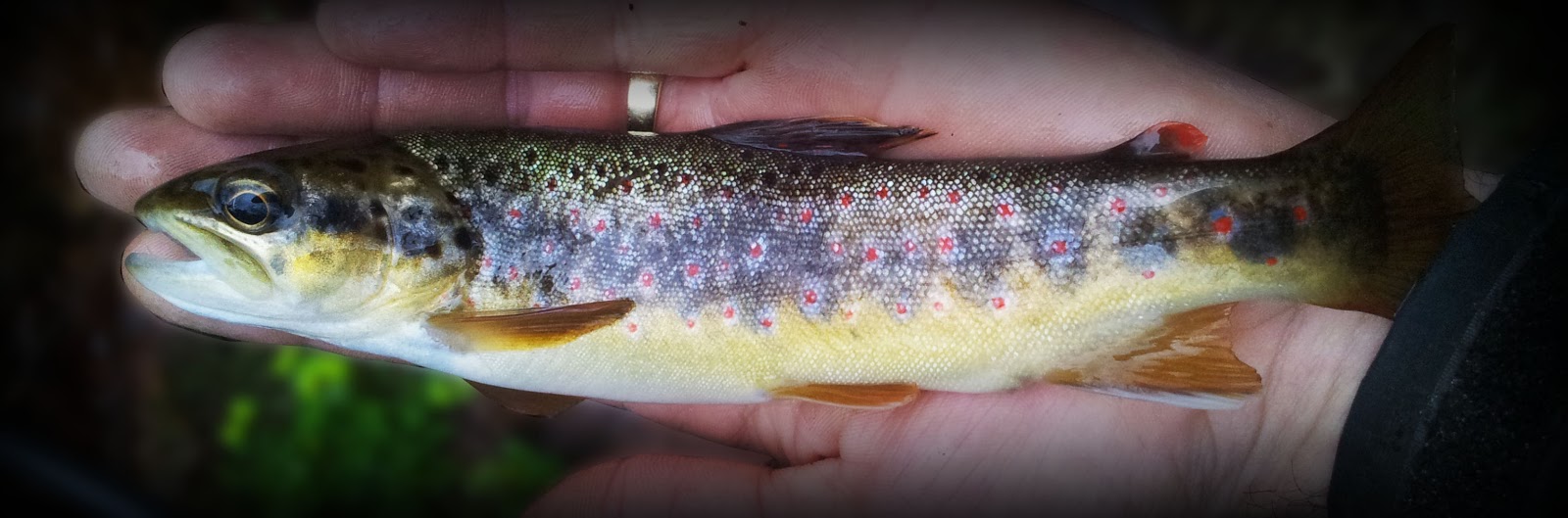 peche truite sous la pluie