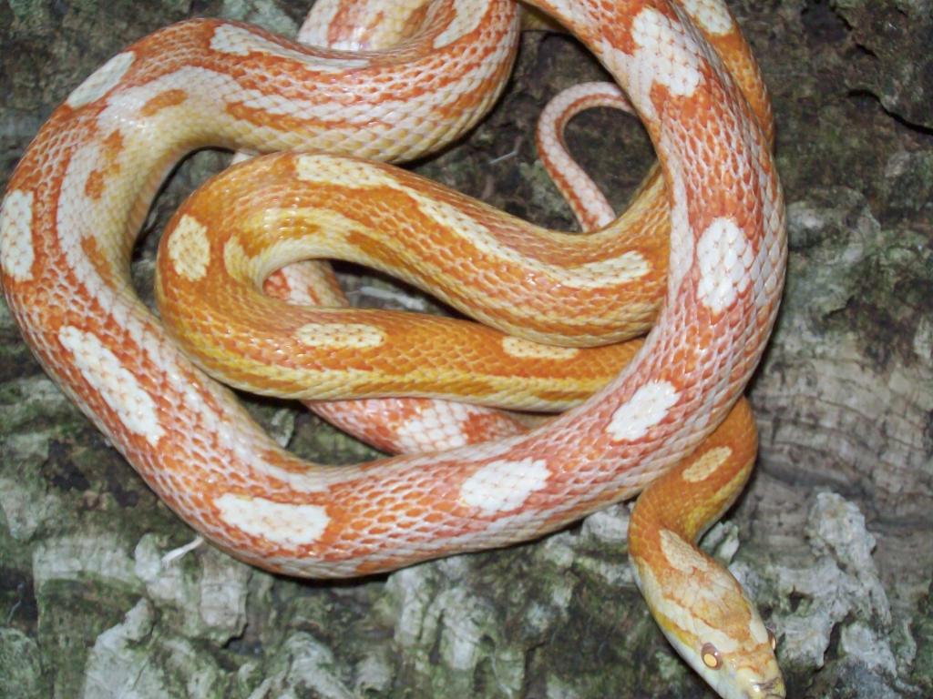 Amelanistic Corn Snake