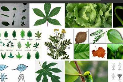 jenis daun tumbuhan yang bermanfaat jenis daun tumbuhan yang bermanfaat
