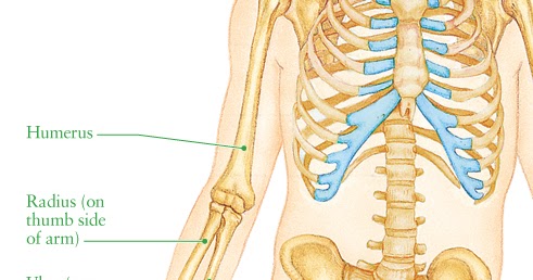 Forearm in supine position, artwork - Stock Image - C016/2852 - Science  Photo Library