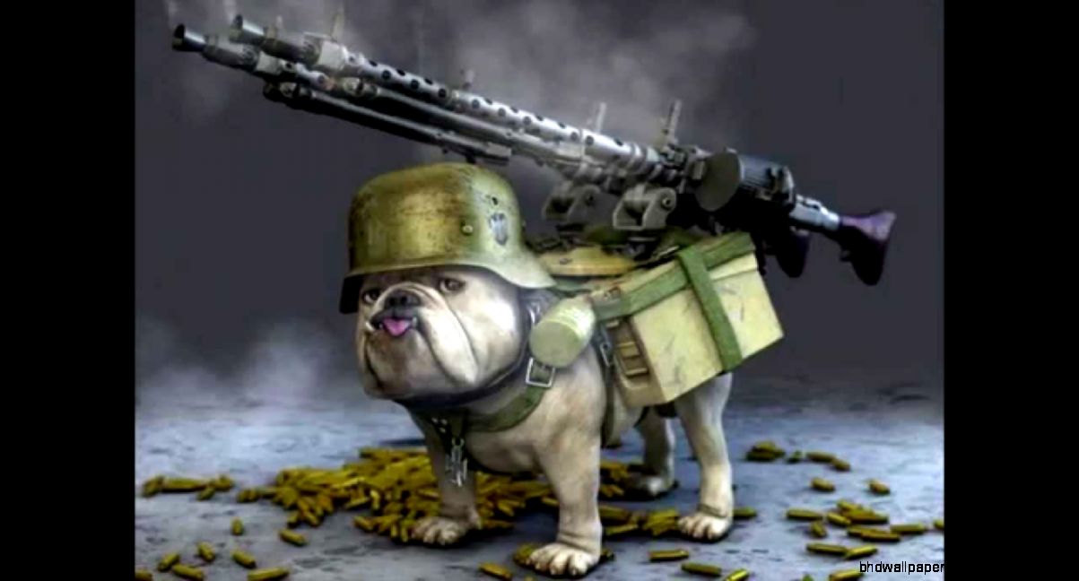 Cats And Dogs With Guns Multi Funny Cat Videos YouTube Cats And Dogs With Guns Multi Funny Cat Videos YouTube