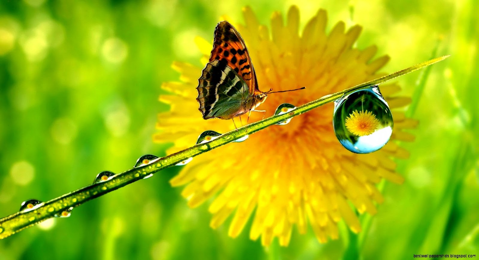 Water Drops On Flowers and Butterflies Water Drops On Flowers and Butterflies