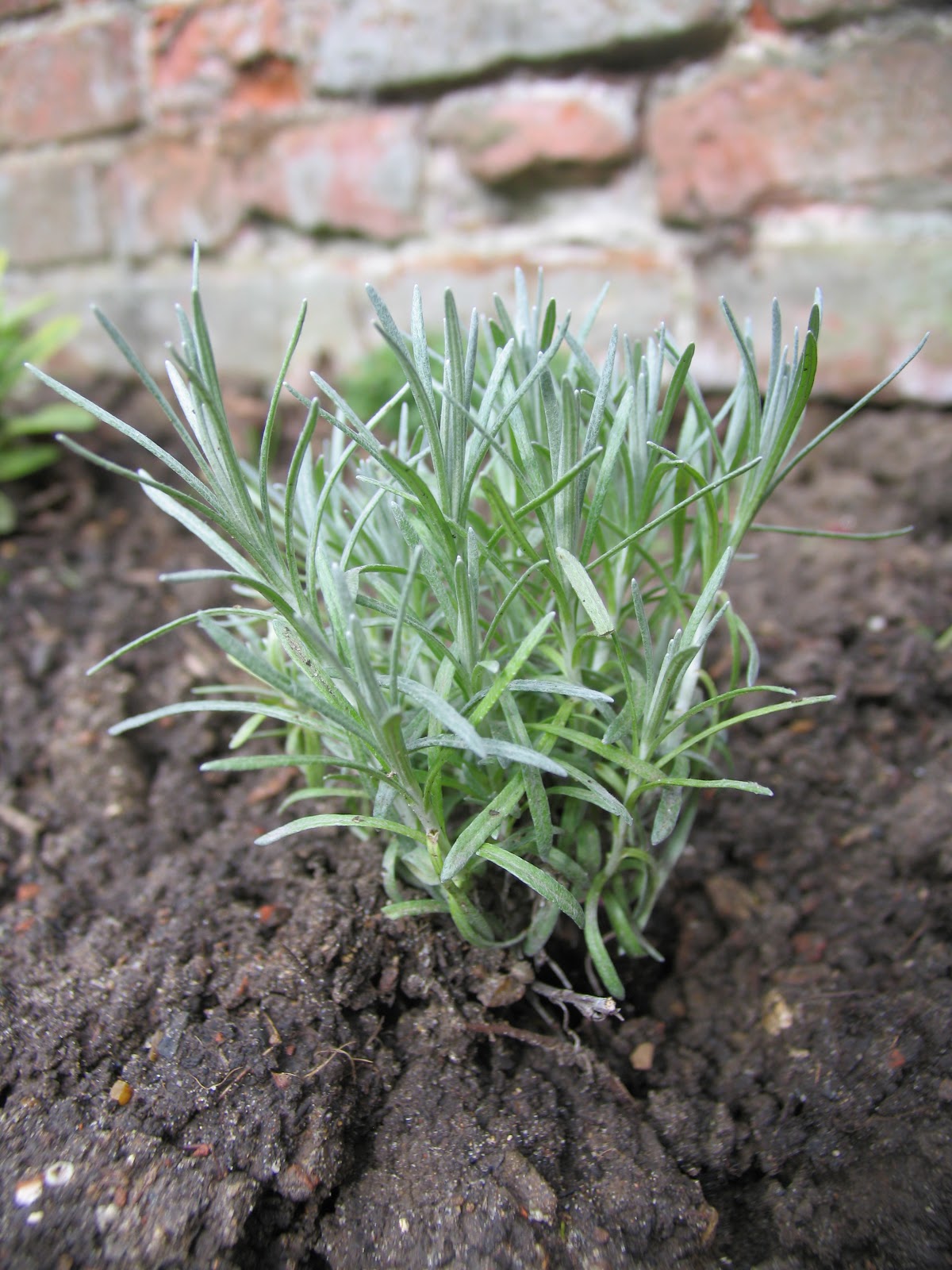 Curry plant has nothing to do with curry The Impulsive Gardener