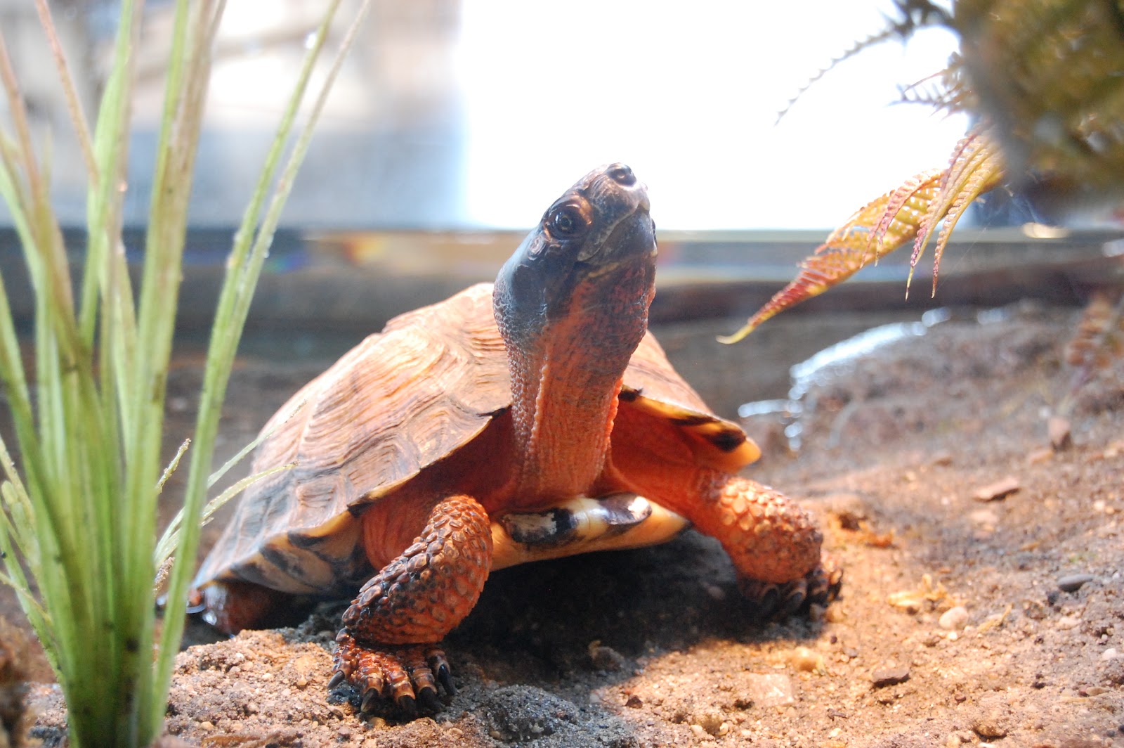 New Digs for the Wood Turtle Below The Surface