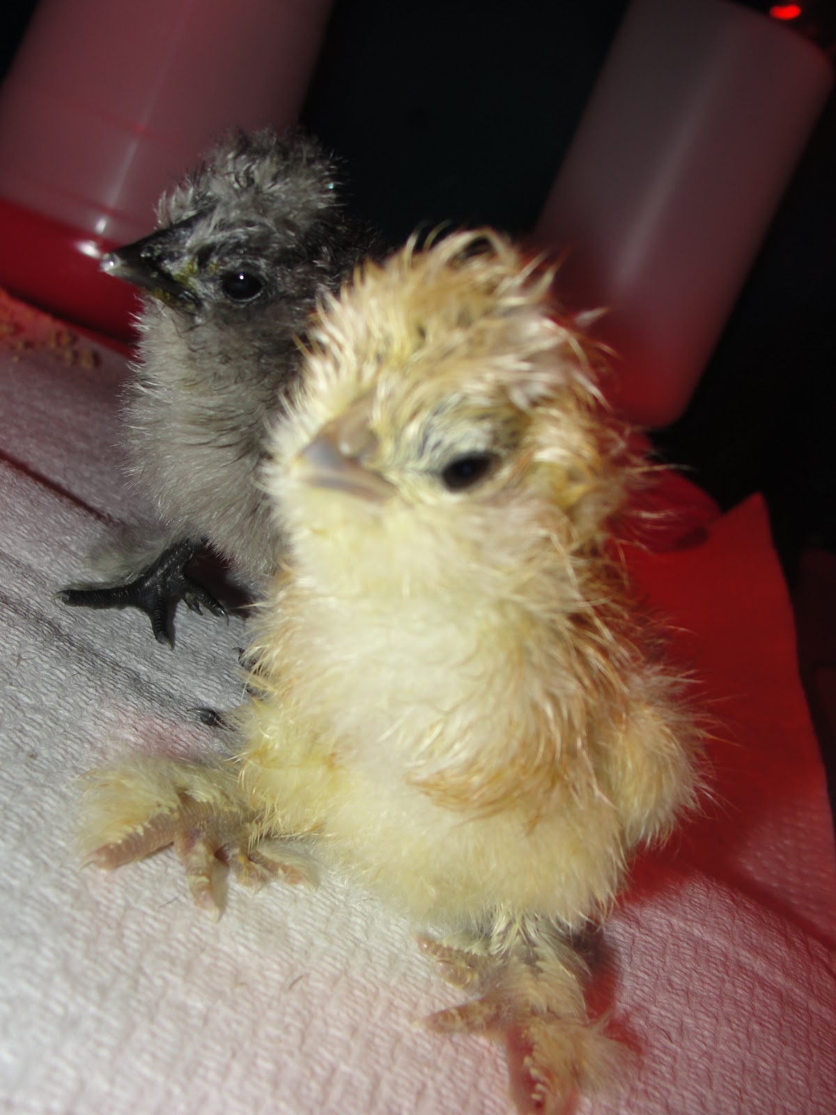 Our Silkies Hatched and a Spraddle (Splay) Legged Chick Community