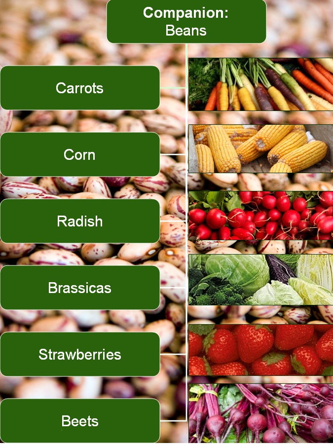 Gardening with Red Hill Companion Planting with Beans
