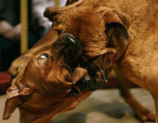 Animal Cruelty Dog Fighting