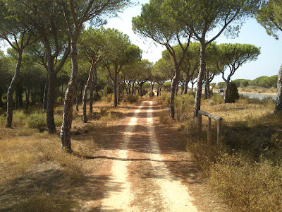 Carril bici El Asperillo