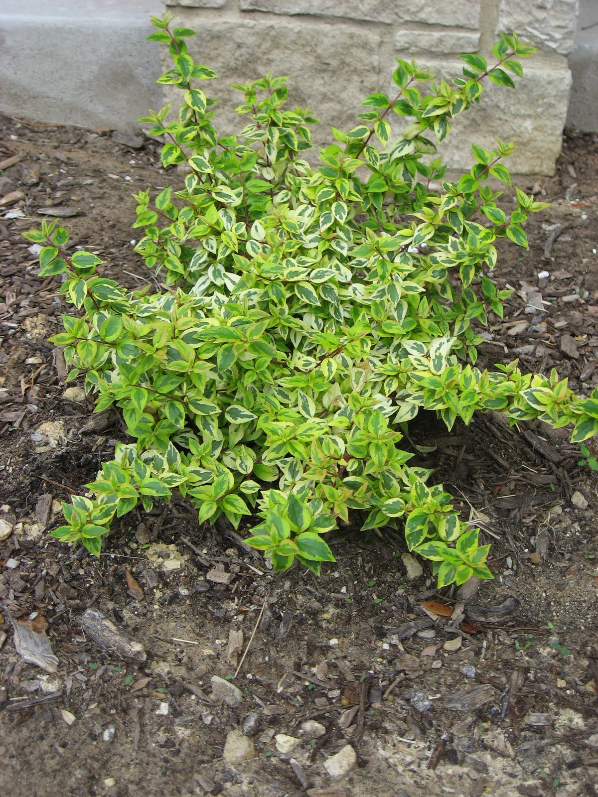 Adorable Abelia Steemit