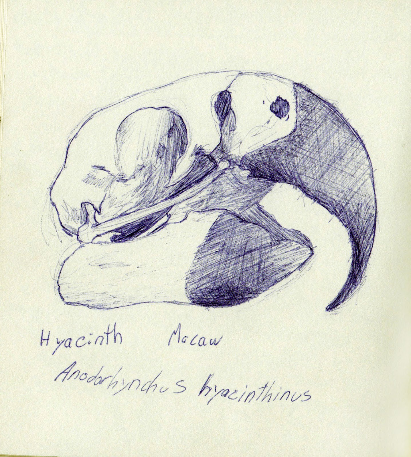 bird skeleton sketch bird skeleton sketch
