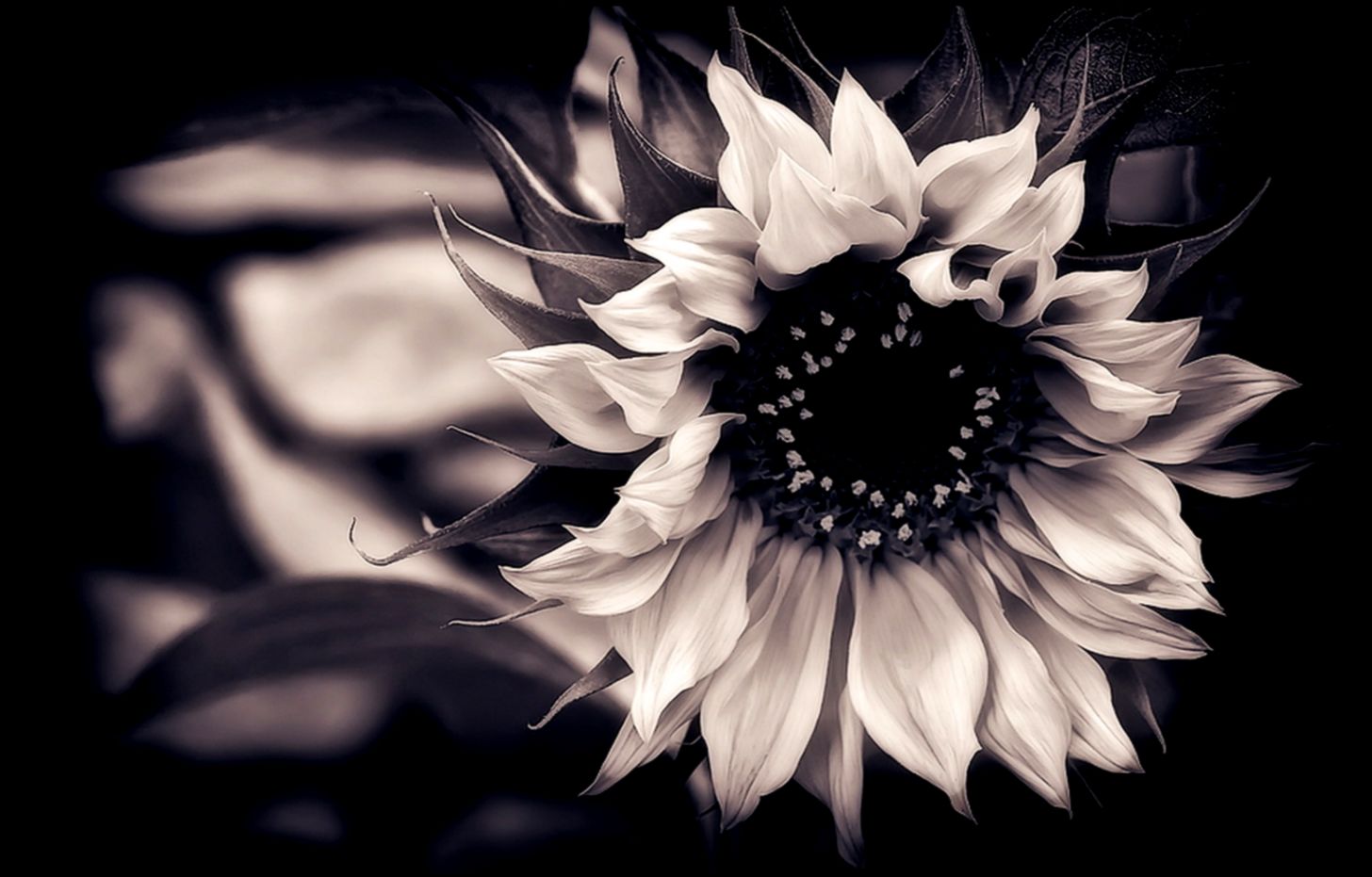 Group of Sunflower We Heart It Group of Sunflower We Heart It
