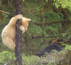 Funny animal gifs - part 97 (10 gifs), funny gifs, baby bear climbs tree