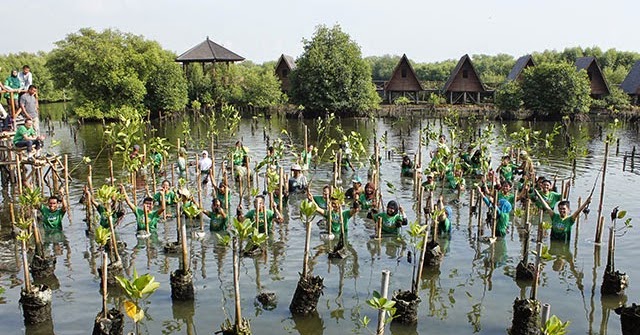 Wisata Alam INDONESIA Wisata Alam Mangrove di Tenggah