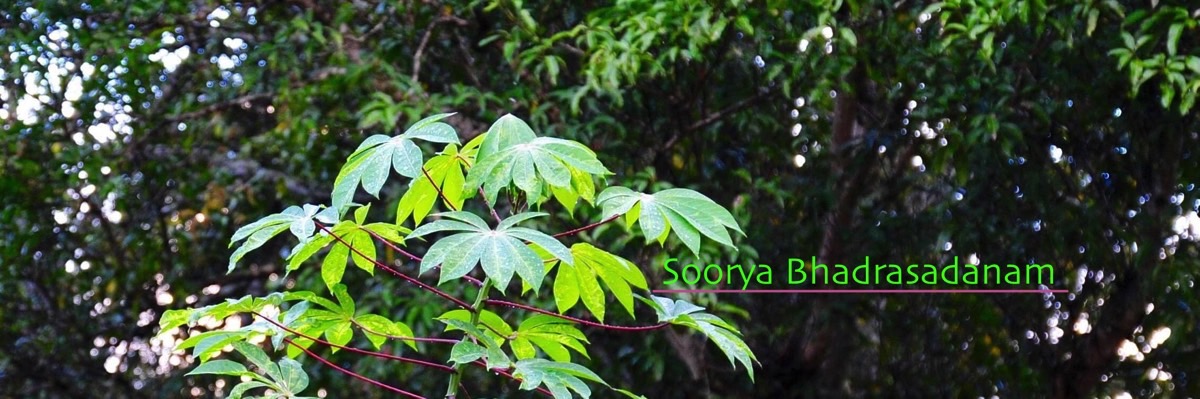 Soorya : Harmony with Nature