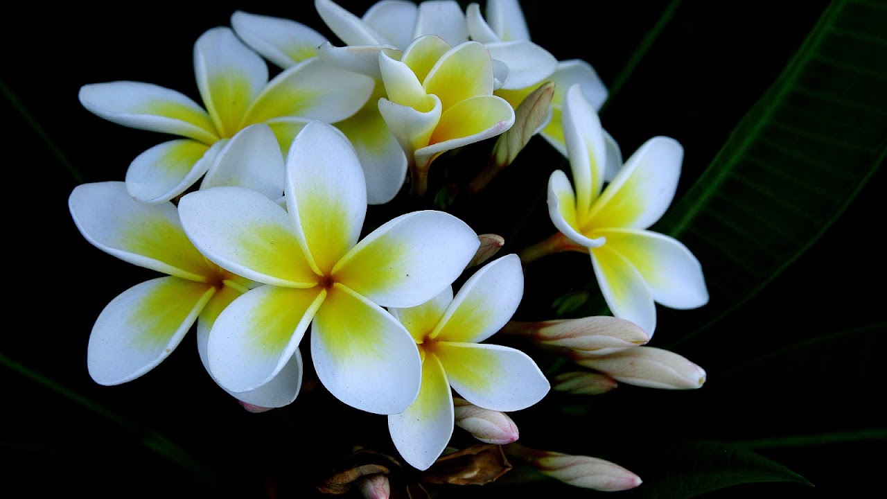 Plumeria Plumeria Flower Meaning Flower Choices