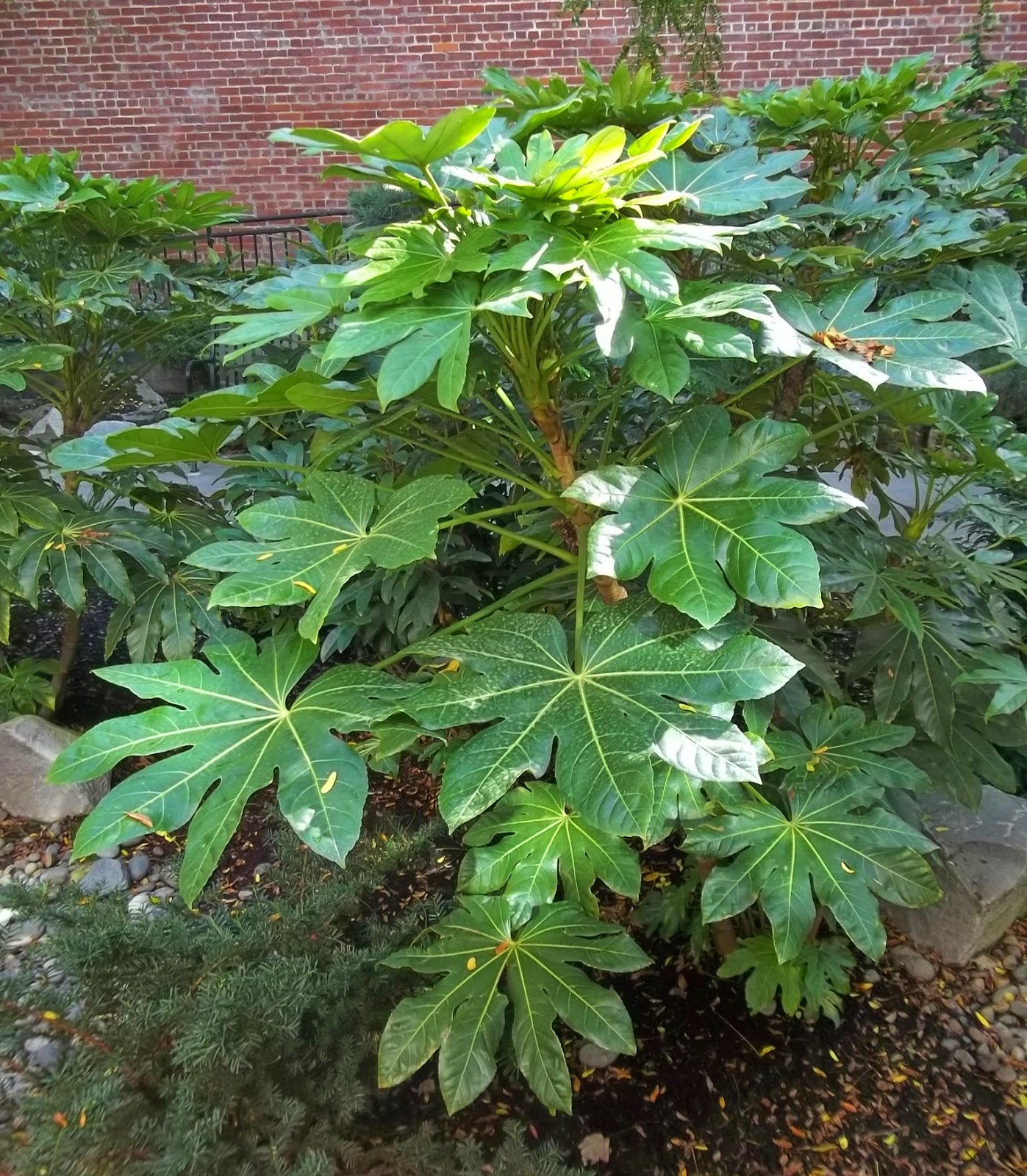 Urban Landscape, Native Landscape: Fatsia japonica