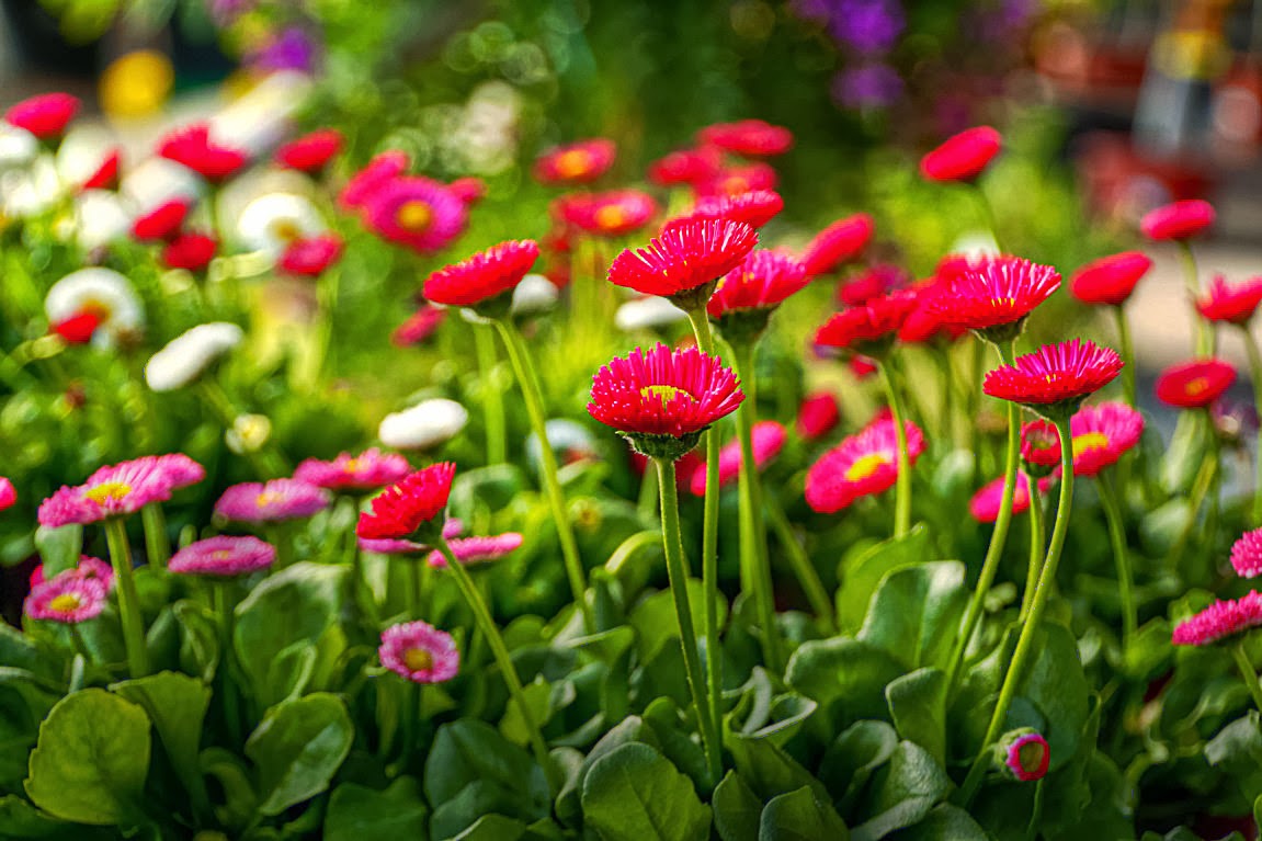 Ramon : Fotografia y poemas: EN UN JARDÍN DE BELLAS FLORES