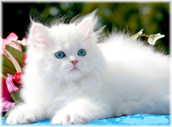 Beutiful White Cat Information And Latest Hd Pictures Wallpaper 2013