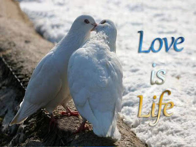 love-is-life Allfreshwallpaper