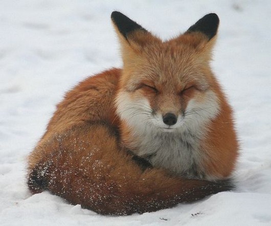 animals in snow, adorable animals in snow, animals playing in the snow, wonderful pictures of animals