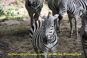 zebra AK growing up disney