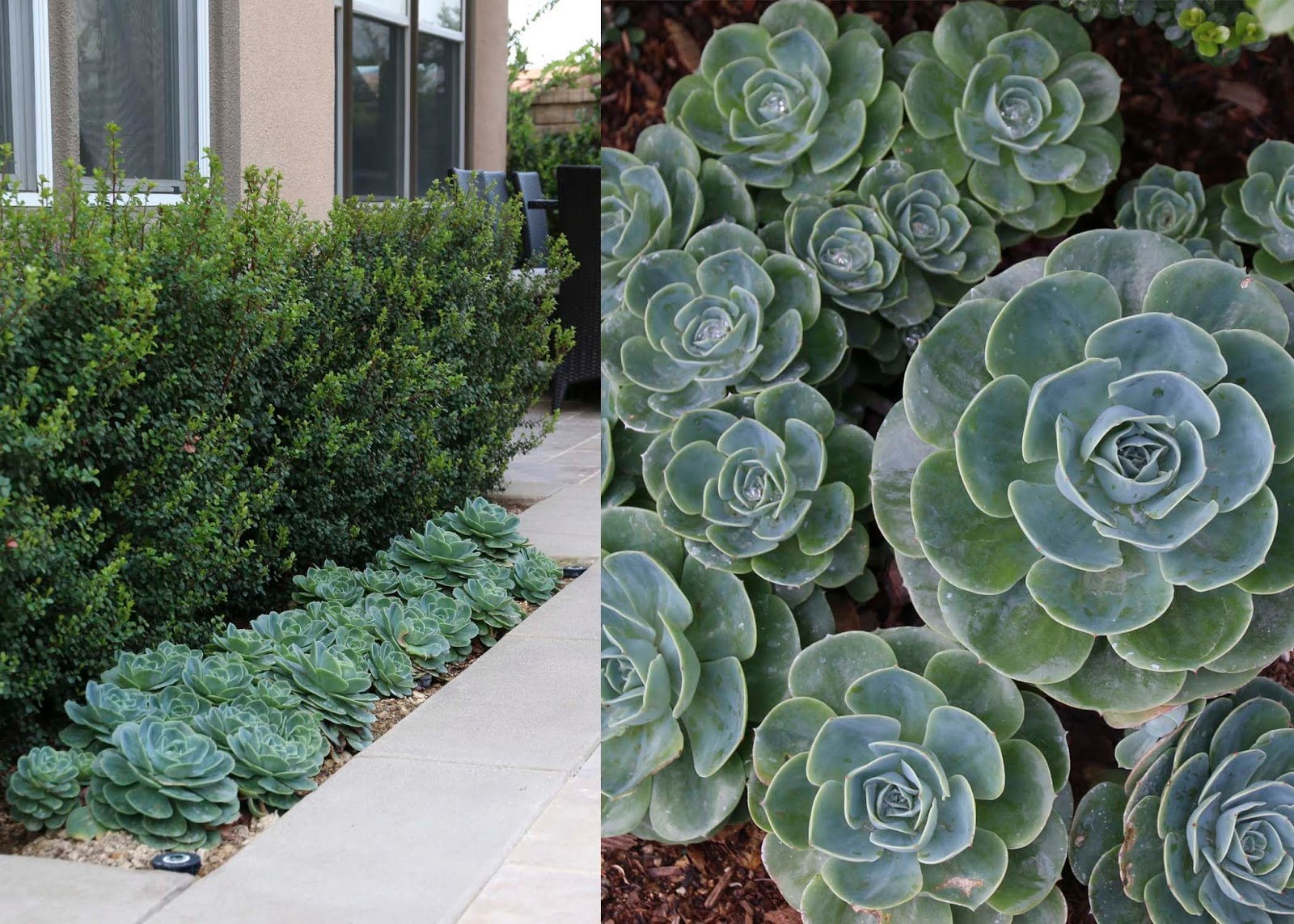 Tissue Paper Flowers The Imagination Tree