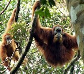 Sumatran Orangutan in Batang Toru Forest
