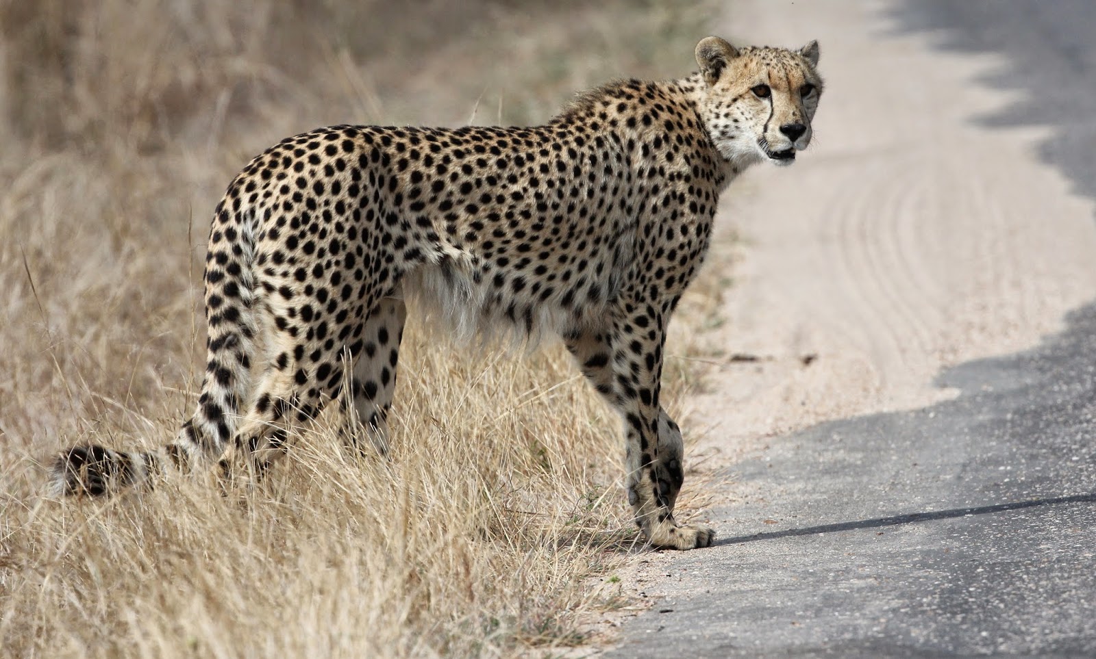 Cheetah is my favorite animal picture