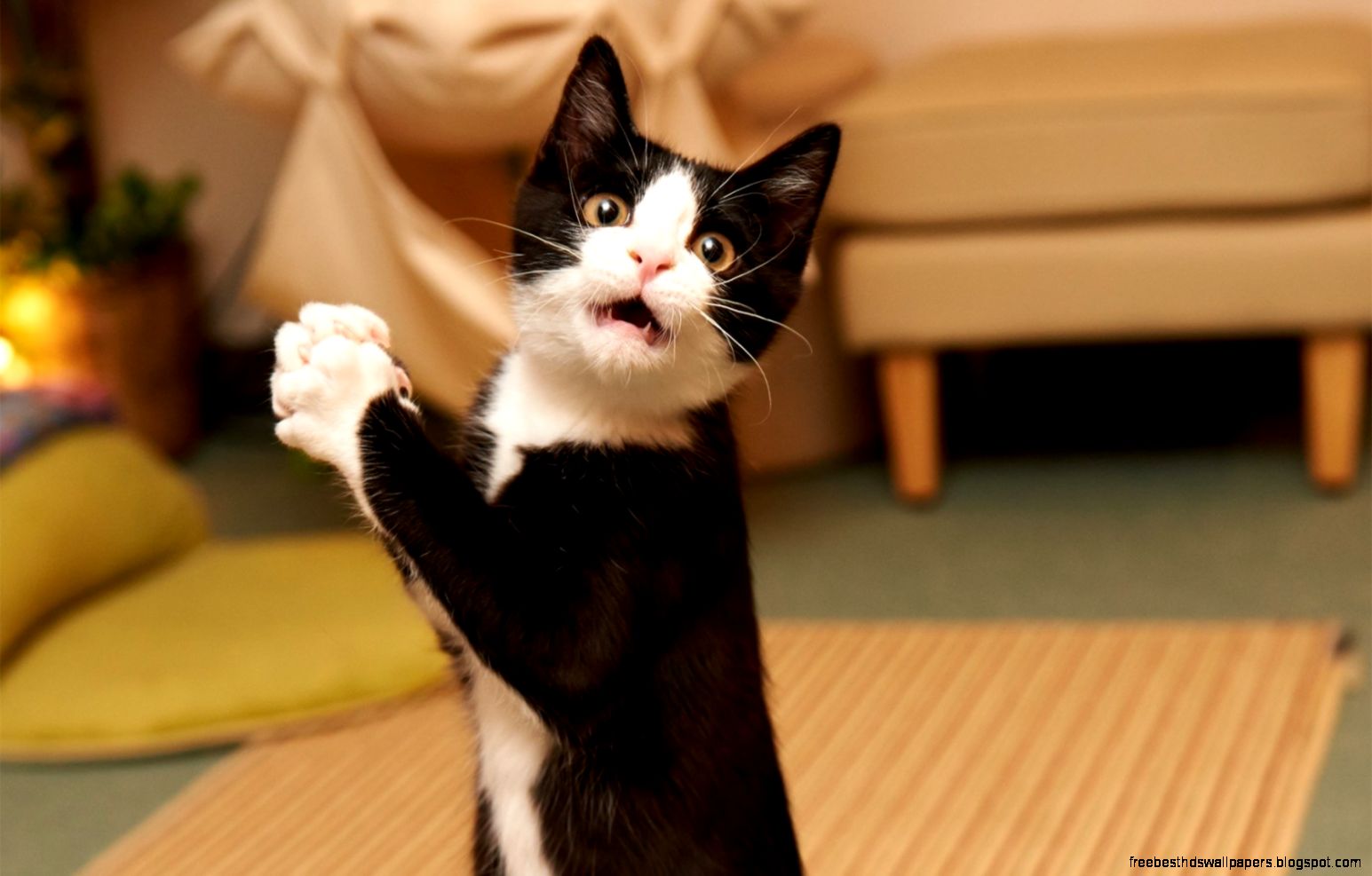 Funny Black and White Cat widescreen wallpaper Funny Black and White Cat widescreen wallpaper