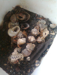 Hermit Crab Collection