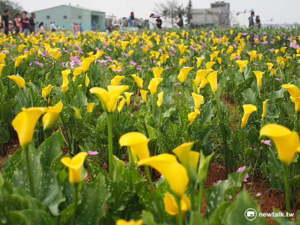 黃色海芋的花語是「志同道合、情誼高貴」,象徵友誼。 黃色海芋的花語是「志同道合、情誼高貴」,象徵友誼。