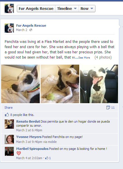 Dianna Dogs Rescue Home Hurst Dianna Dogs Rescue Home Hurst